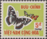 Admiral Butterfly