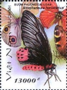 Aurora Swallowtail Butterfly