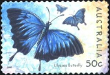 Ulysses Butterfly