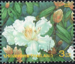 White Rhododendron Flower