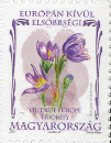 Purple Pasque Flowers