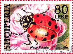 Ladybird