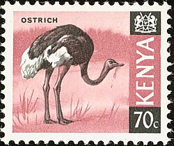 Ostrich