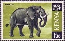African Elephant