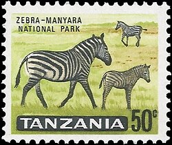 Zebra