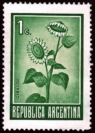 Flowering Sunflower Plant