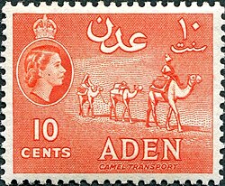 Camel