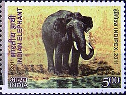 Indian Elephant