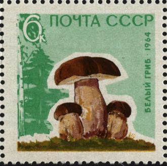Porcini Mushrooms