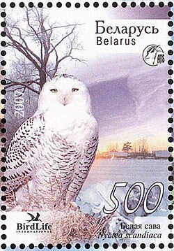 Owl