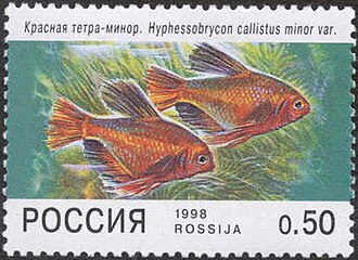 Red Minor Tetras