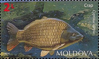 Common Carp