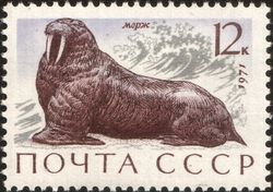 Walrus