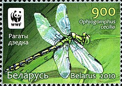 Dragonfly