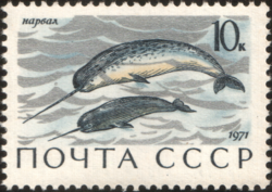 Narwhal