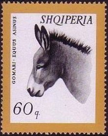Donkey