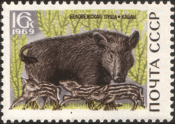 Wild Boar