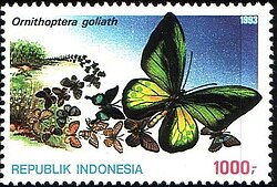 Goliath Birdwing Butterfly